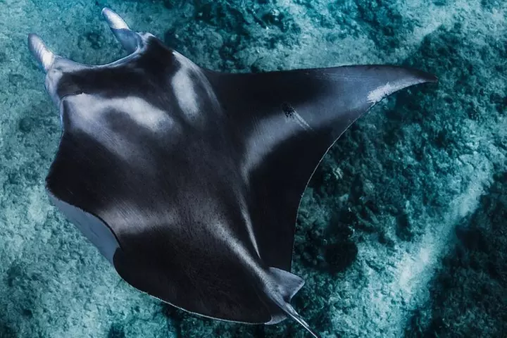 Kaimana Ocean Safari