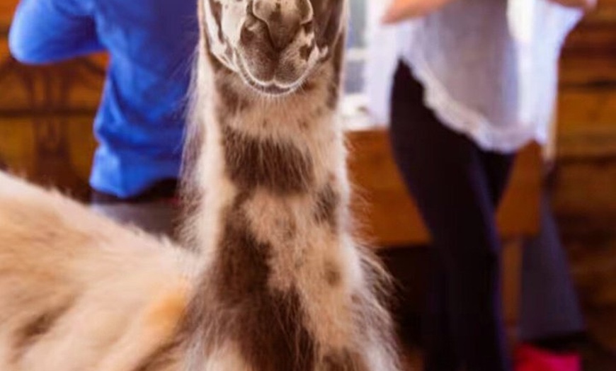 Image 4: Llama Yoga