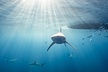 Snorkel with sharks on the North Shore of Oahu - Second Medium