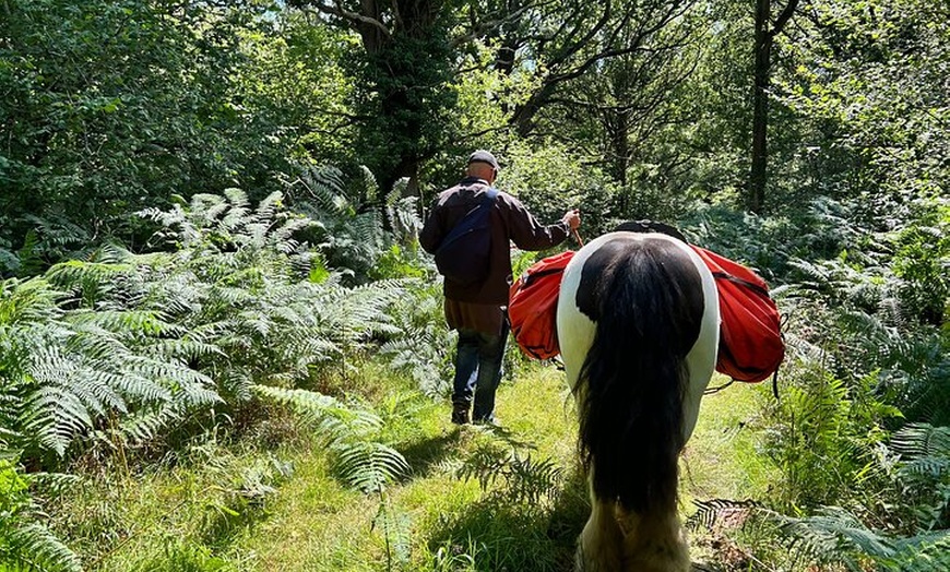 Image 2: Pack Pony Wild Camping in Ancient Woodland, Dorset