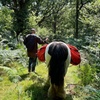 Image 2: Pack Pony Wild Camping in Ancient Woodland, Dorset