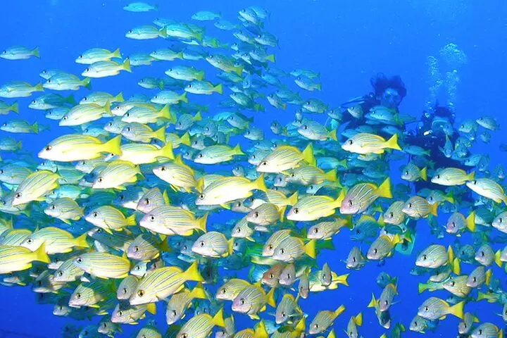 DISCOVER Scuba Diving Experience in Honolulu