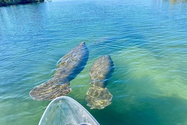 Crystal River Three Sisters Springs and Manatee Clear Kayak Tours