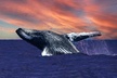 2-Hour Whale Watching from Oahu - Second Medium