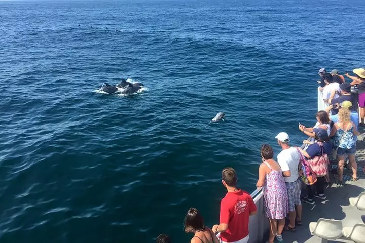 Dolphin Watching around Cape May - Primary Image