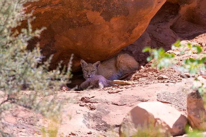 Arches and Canyonlands NP Self-Guided Driving Audio Bundle Tour