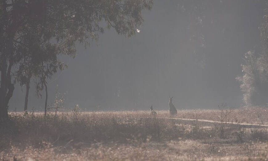 Image 3: Kangaroos, mangroves and the ocean