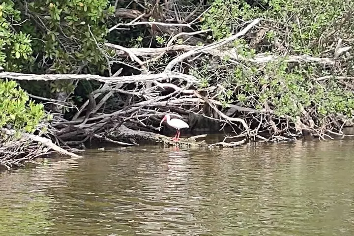 Guided Kayak Tour with Manatee & Dolphin Sightings