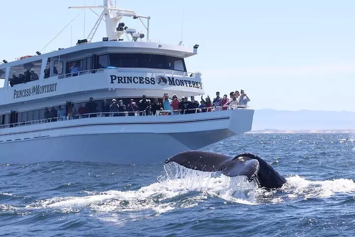 Monterey Whale Watching Tour