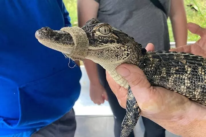 Full Day Plantation -N- Swamp Tour in New Orleans
