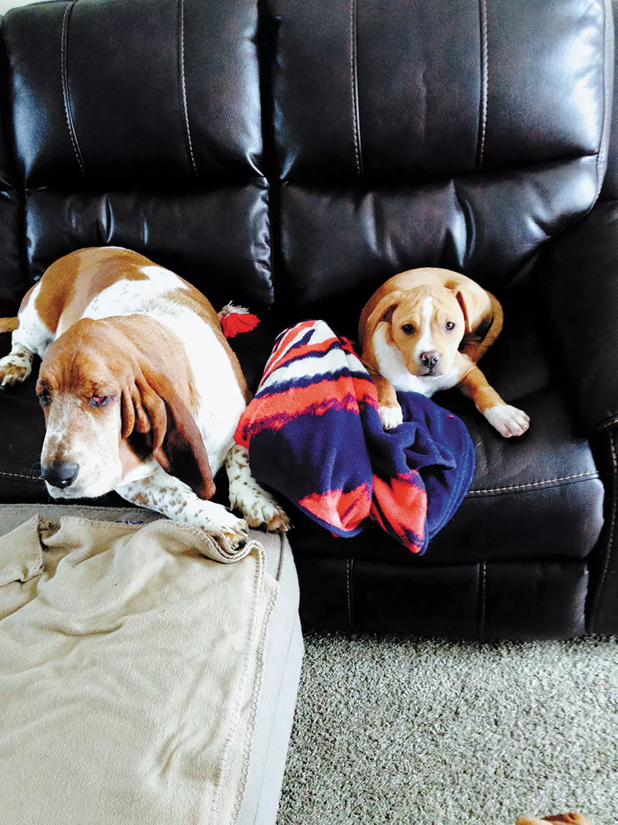 $20 For $40 Toward Grooming Services & Day Care Packages - Primary Image