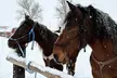 Winter Horseback Riding in Soldier Hollow Stables - Image 4