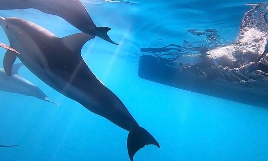 Image 3: Wild Dolphin Swim Cruise