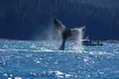 Hoonah Whale-Watching Cruise - Second Medium