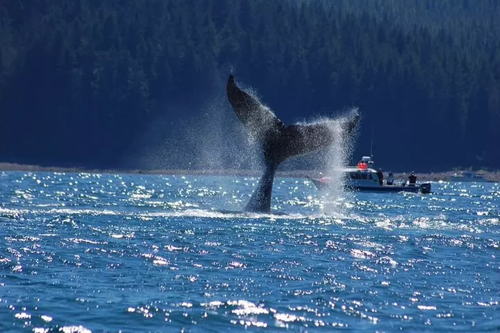 Hoonah Whale-Watching Cruise