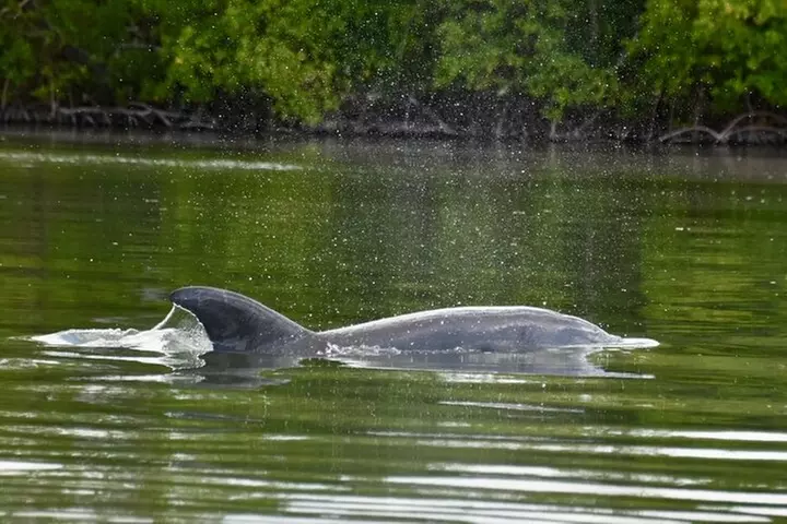 Deluxe Kayak Tour Marco Island and Naples, Florida