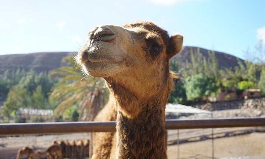 Image 1: Paseos en Camello por las Dunas de Maspalomas