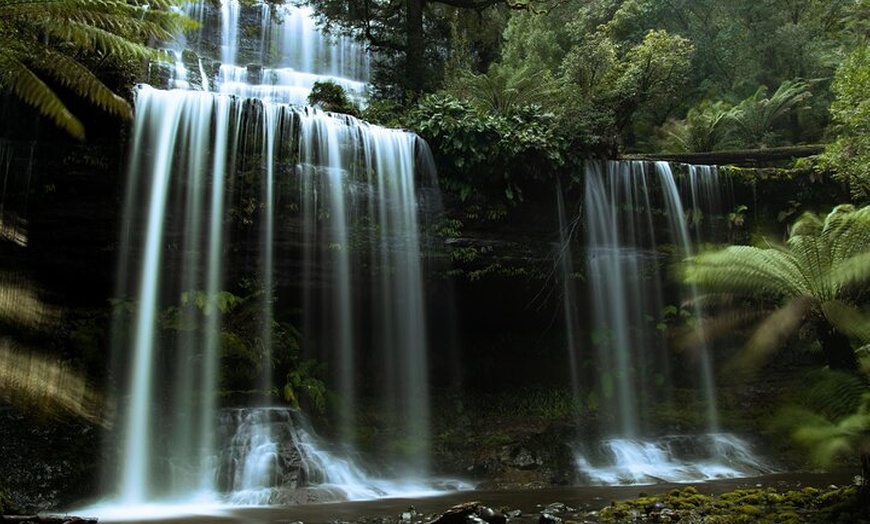 Image 6: Hobart: 7hr Shore Excursion: Mt. Field, Russell Falls & Wildlife