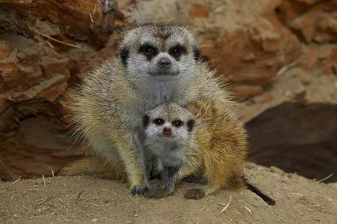San Diego Zoo with Transportation from Anaheim - Primary Image