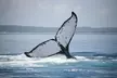 Hervey Bay Whale Watching Cruise - Image 6
