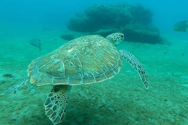 2 ½ - Hour Guided Snorkel Tour, Free Videos!