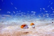 Scuba Diving in Maui with No Experience Needed - Second Medium