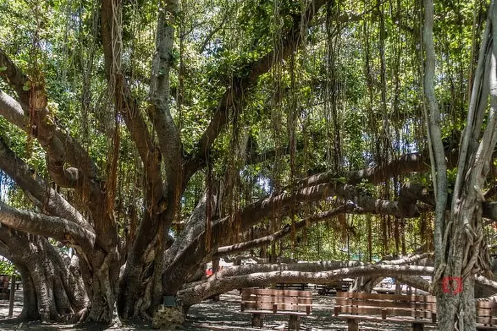 Self-Guided Audio Driving Tour in Maui