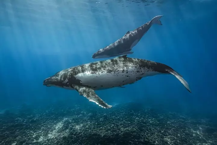 Kayak, Whale Watch, and Snorkel With Optional Photo and Video