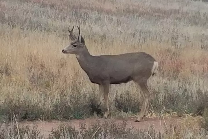 Small-Group Half-Day Tour Foothills of the Rockies from Denver