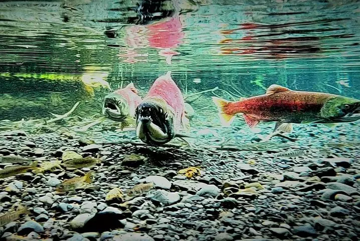 Wilderness, Wildlife, Glacier Experience from Anchorage