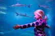 Kombiticket: LEGOLAND Discovery Center & SEA LIFE Oberhausen - Second Medium