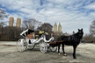 Luxury Horse and Carriage Tours in Central Park - Second Medium