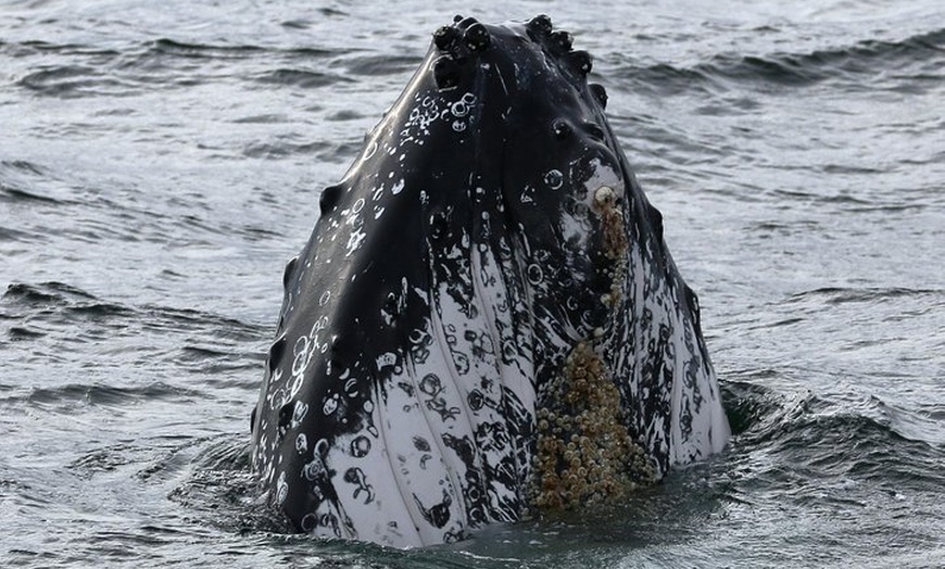 Image 8: Jervis Bay Whale Watching Tour