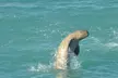 Snubfin Dolphin Eco Cruise from Broome - Image 2