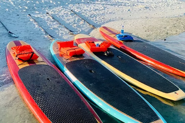 Dolphin and Manatee Adventure Tour of Fort Myers