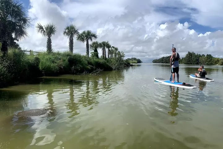 Wildlife Refuge Manatee, Dolphin & Mangrove Kayak or Paddleboarding...