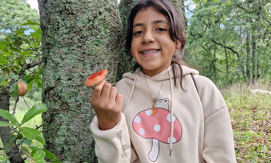 Image 5: Mushroom Tour from Mexico City