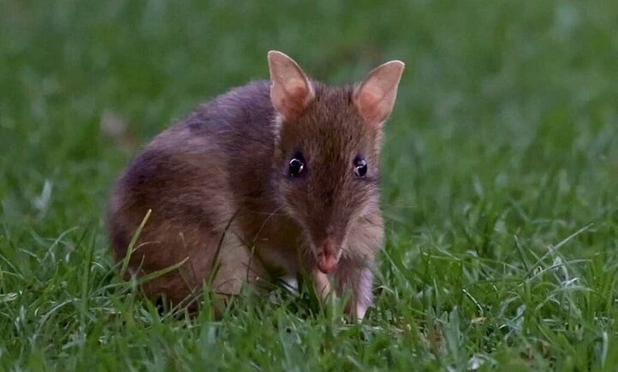 Image 15: Puffing Billy Tour and Penguin Parade from Melbourne