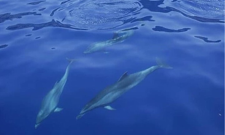 Image 12: Excursión en yate de observación de ballenas y delfines en Puerto C...