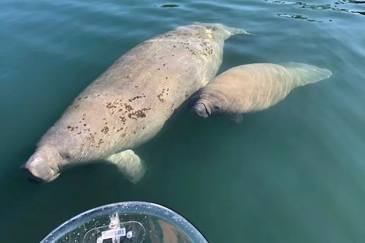 Crystal River Three Sisters Springs and Manatee Clear Kayak Tours