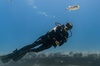 Incredibly Fun 2-Tank Boat Dive from Waikiki -Beginners Welcome