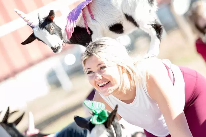 Goat and Alpaca Yoga in Arizona - Primary Image