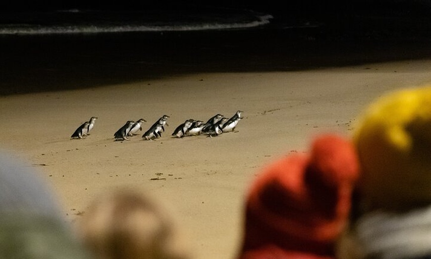 Image 18: Phillip Island Penguin Parade, Wildlife and Beach Boxes Bus Tour