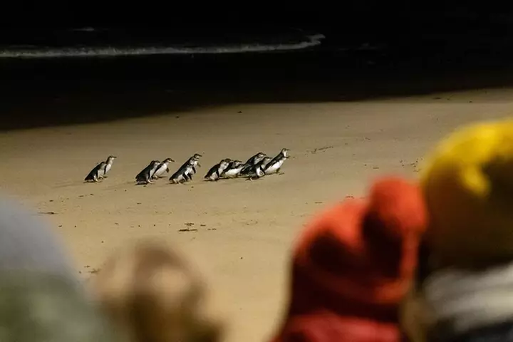 Phillip Island Penguin Parade, Wildlife and Beach Boxes Bus Tour