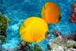 Morning Snorkeling with Breakfast and unlimited Mimosa in Key West - Second Medium
