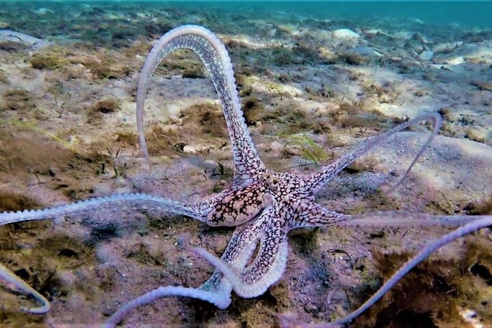 2 ½ - Hour Guided Snorkel Tour of Phil Foster Park, Free Videos!