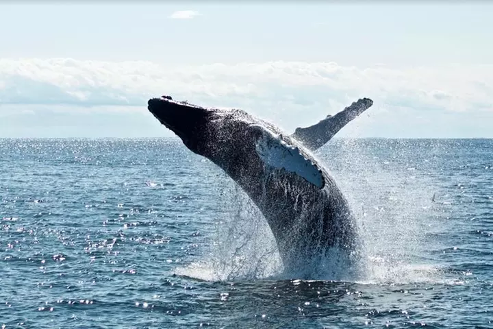 2-Hour Whale Watching from Oahu - Second Medium