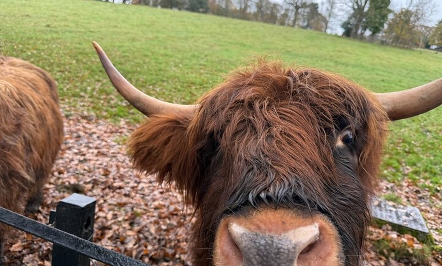 Image 13: Glasgow Wildlife Centre Higlands Cow Apacas Walking Tour