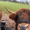 Image 13: Glasgow Wildlife Centre Higlands Cow Apacas Walking Tour