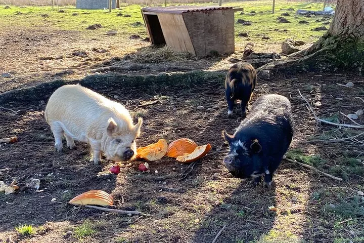 Faithful Hands Farm Tour